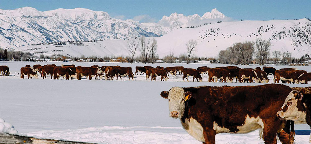 Jackson Hole Hereford Ranch